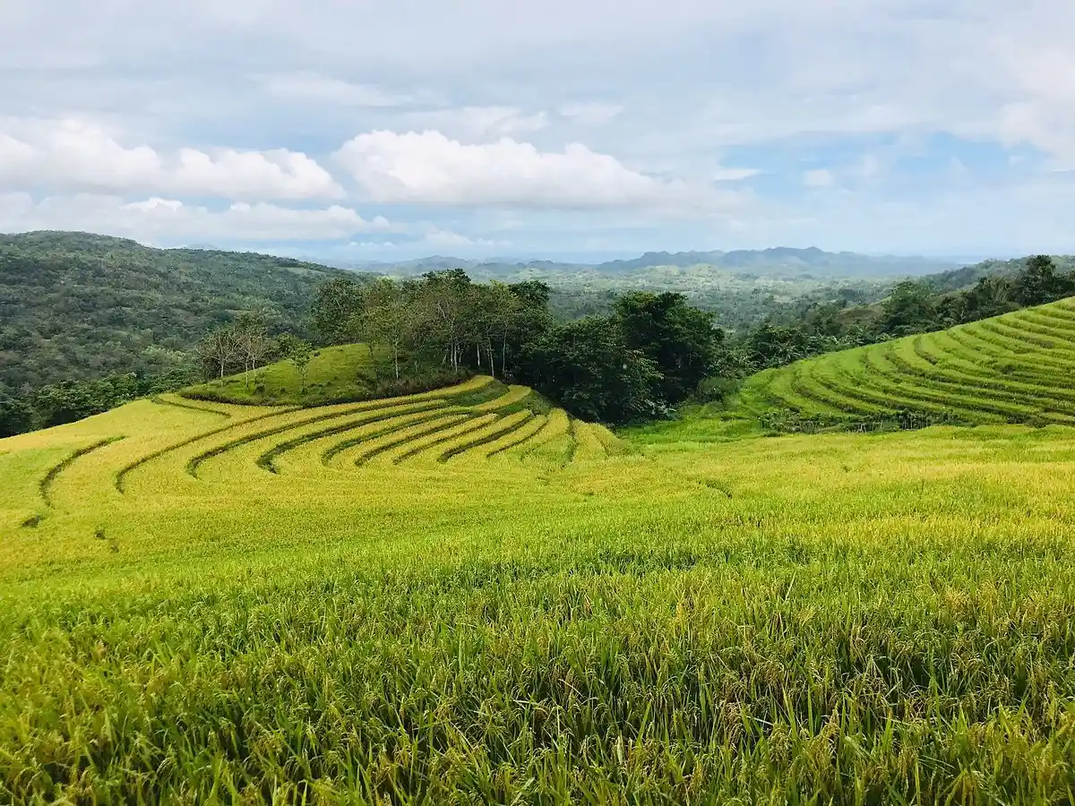 Cadapdapan Rice Terraces Candijay